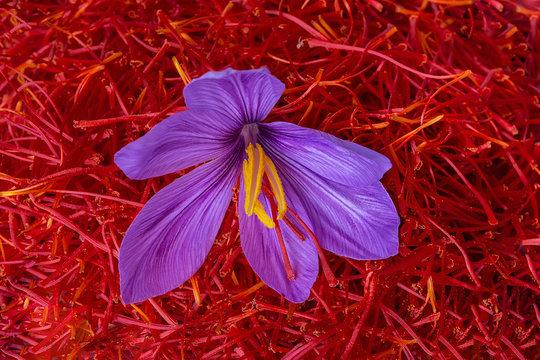 زعفران ارگانیک چیست؟ راهنمای کامل استانداردها، گواهینامه و مزایای محصول خالص